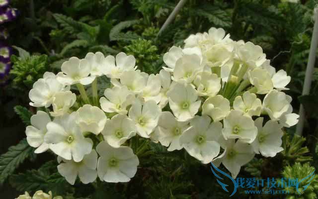 美女樱的作用 看看美女樱有什么用途