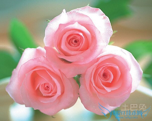 11朵玫瑰多少钱