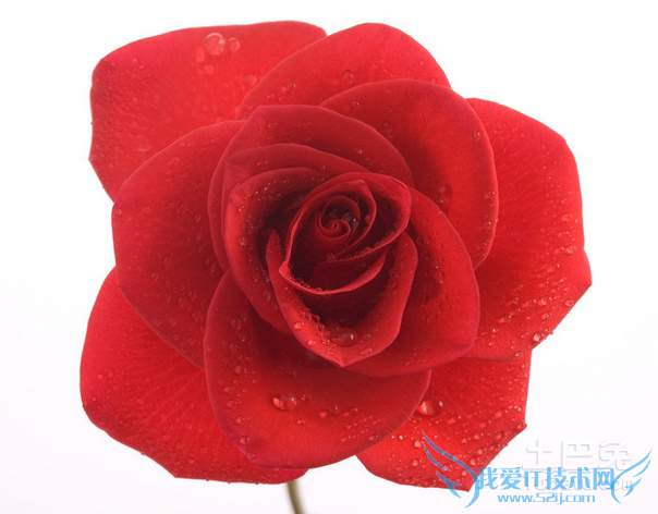 11朵玫瑰多少钱