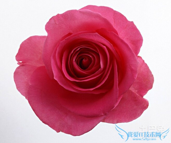 11朵玫瑰多少钱