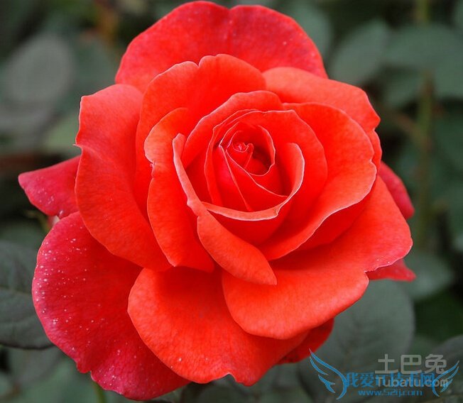 11朵玫瑰多少钱