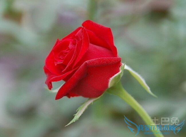 11朵玫瑰多少钱