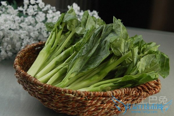 芥蓝种植技术 芥蓝种植技术