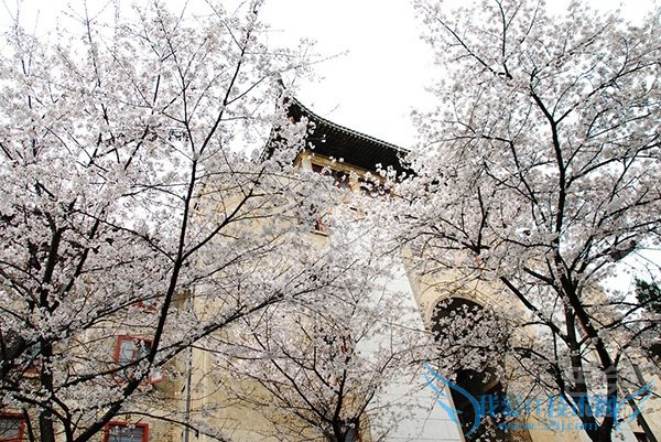 樱花价格 樱花价格