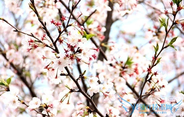 樱花价格 樱花价格