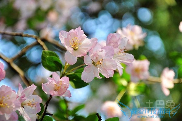 樱花价格 樱花价格