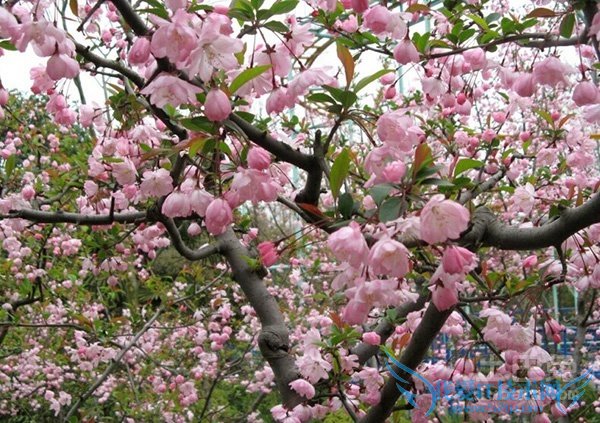 樱花价格 樱花价格