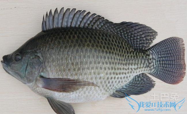 罗非鱼养殖 罗非鱼养殖