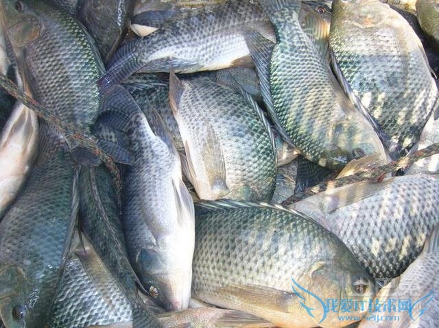 罗非鱼养殖 罗非鱼养殖