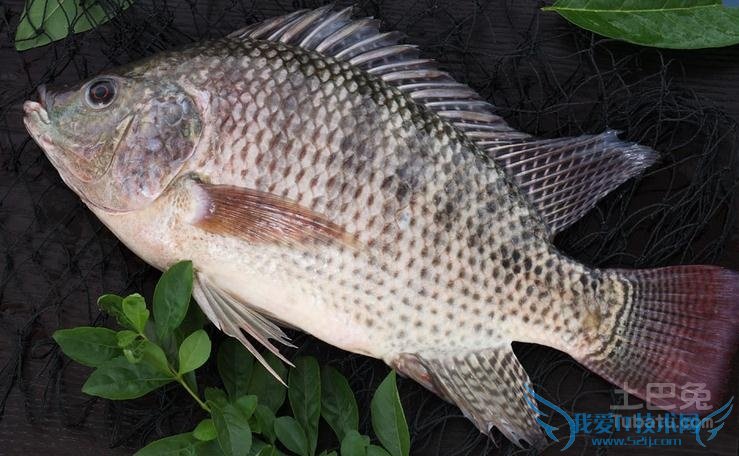 罗非鱼养殖 罗非鱼养殖
