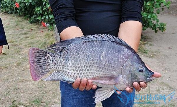 罗非鱼养殖 罗非鱼养殖