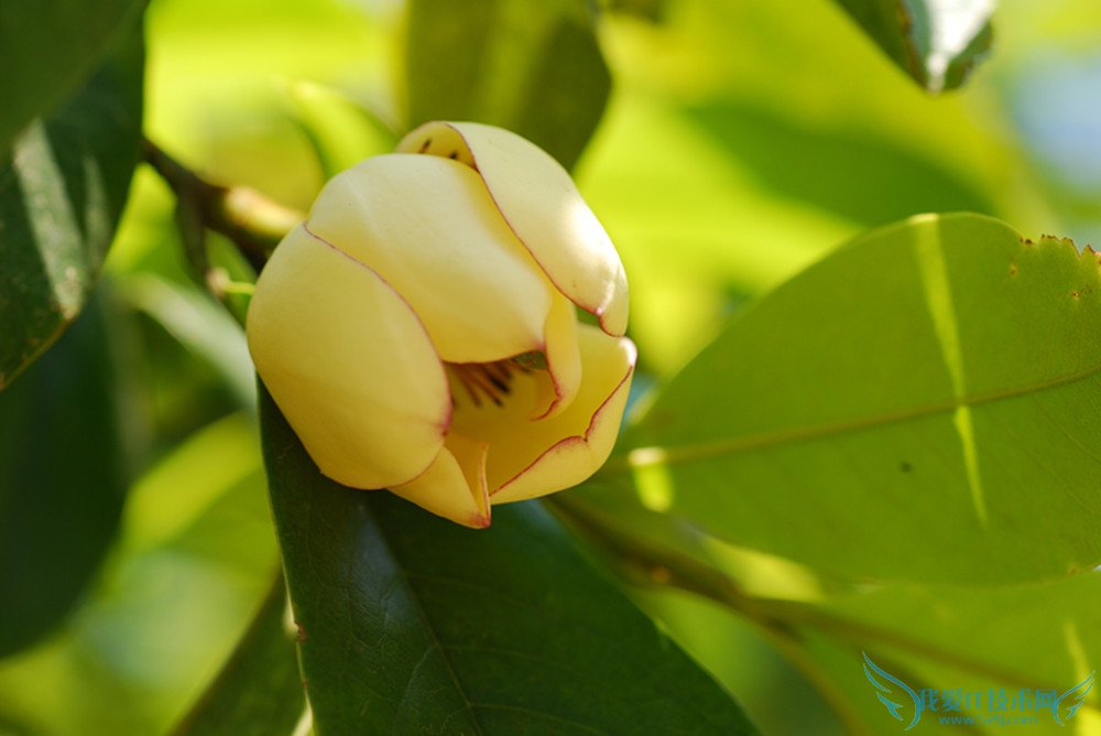 含笑掉叶子怎么办 看好五大对策