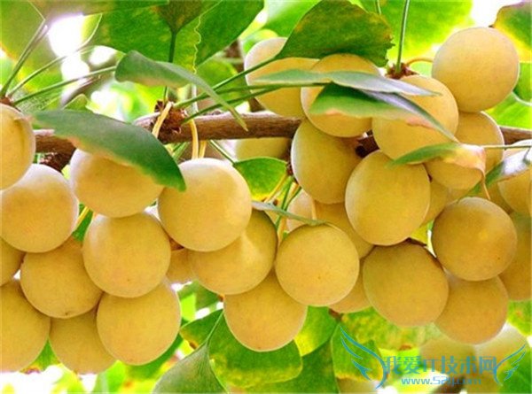 银杏是什么 银杏是什么