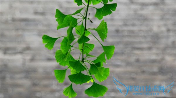 银杏是什么 银杏是什么