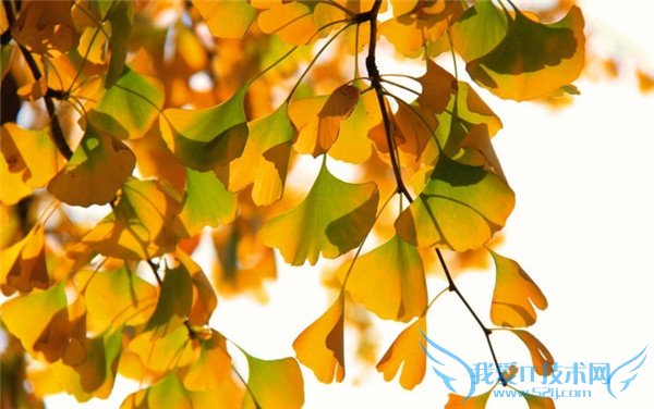 银杏是什么 银杏是什么