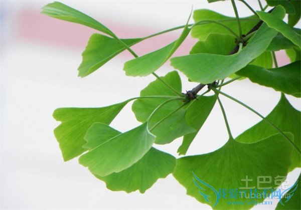 银杏是什么 银杏是什么