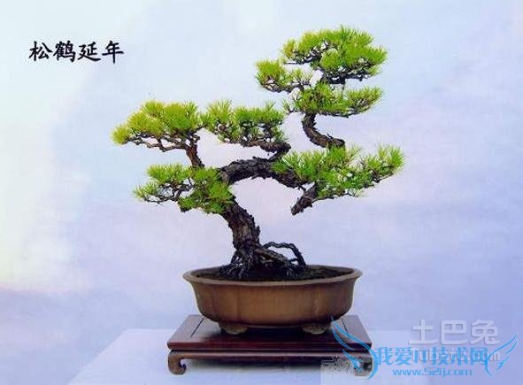 马尾松盆景养护 马尾松盆景养护