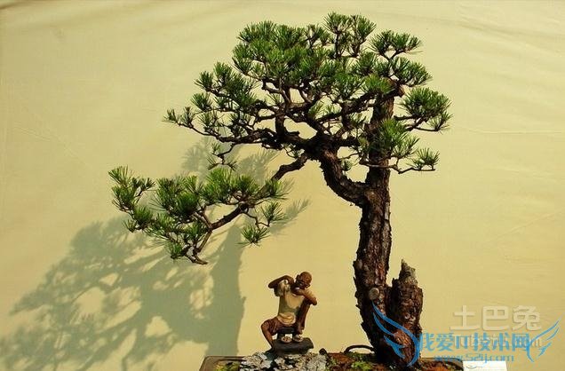 马尾松盆景养护 马尾松盆景养护