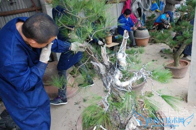 马尾松盆景养护 马尾松盆景养护