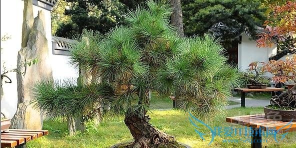 马尾松盆景养护 马尾松盆景养护