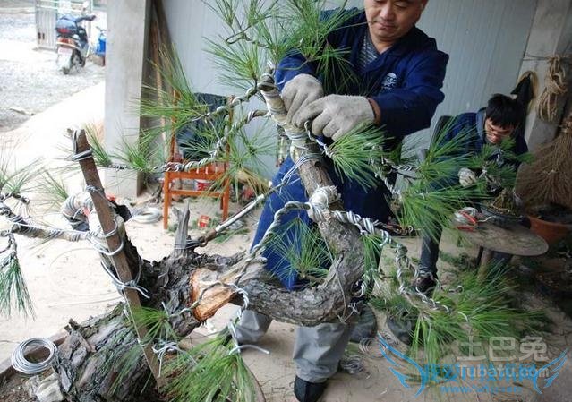 马尾松盆景养护 马尾松盆景养护