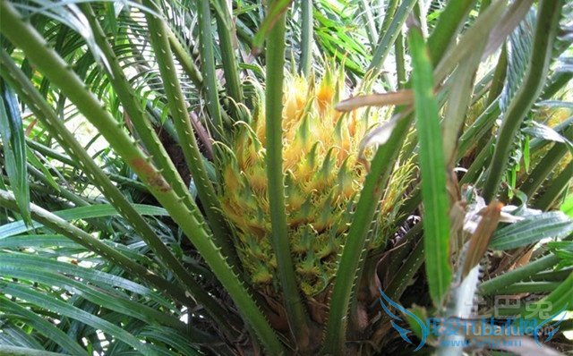 苏铁树的风水作用