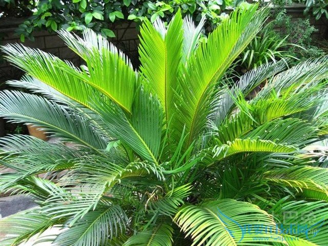苏铁树的风水作用