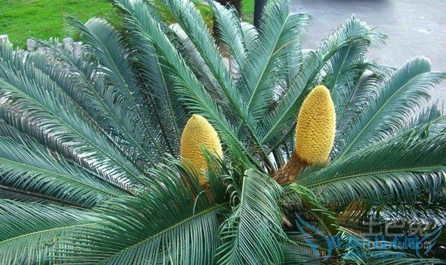 苏铁树的风水作用