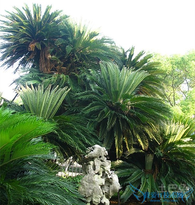 苏铁树的风水作用