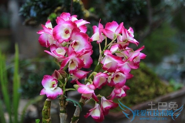 ʲôÊÇʯõú ʲôÊÇʯõú