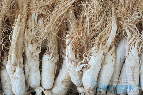 白参和西洋参的区别 白参和西洋参的区别