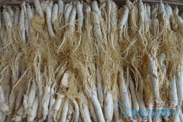 白参和西洋参的区别 白参和西洋参的区别