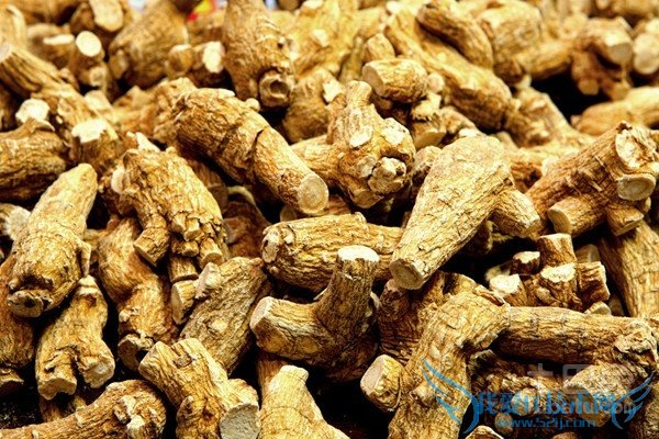 白参和西洋参的区别 白参和西洋参的区别