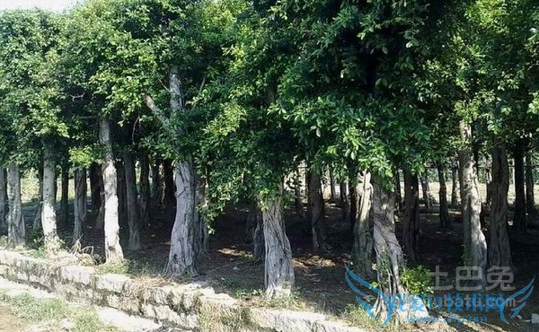 小叶榕功效 小叶榕功效