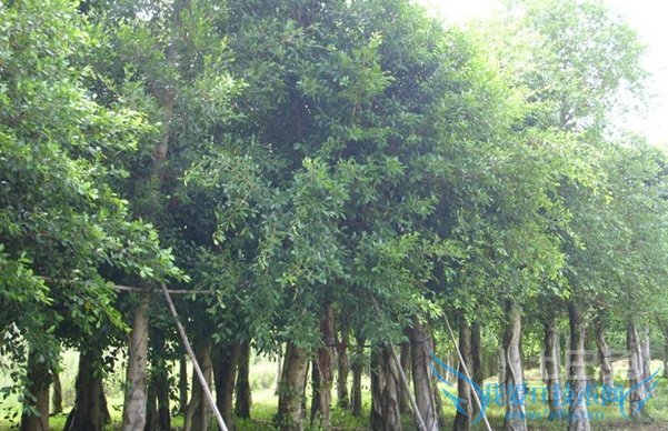 小叶榕功效 小叶榕功效