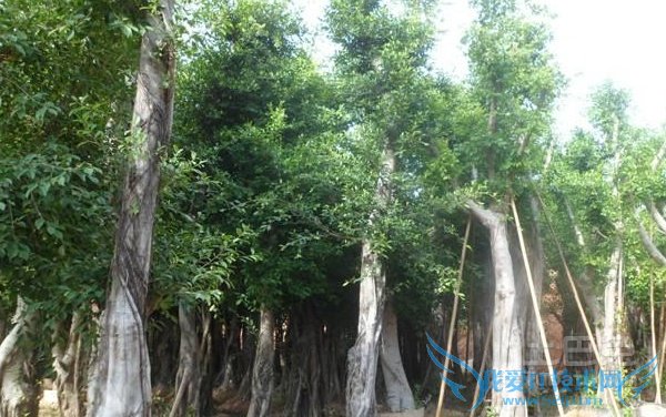 小叶榕功效 小叶榕功效