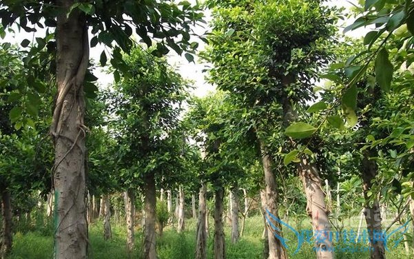 小叶榕功效 小叶榕功效