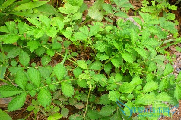 仙鹤草的作用 仙鹤草的作用