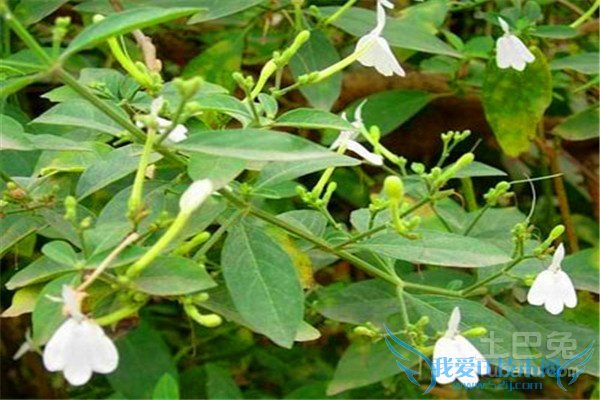 仙鹤草的作用 仙鹤草的作用