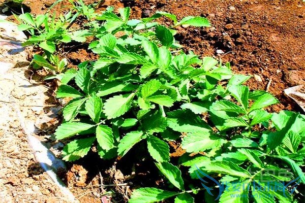 仙鹤草的作用 仙鹤草的作用