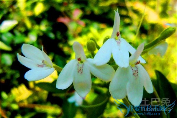 仙鹤草的作用 仙鹤草的作用