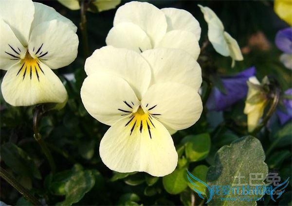 白蝴蝶花 白蝴蝶花