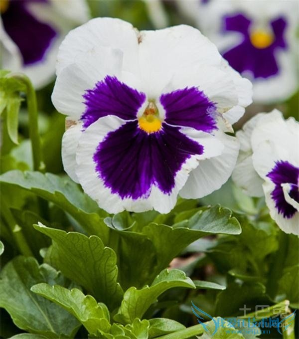 白蝴蝶花 白蝴蝶花