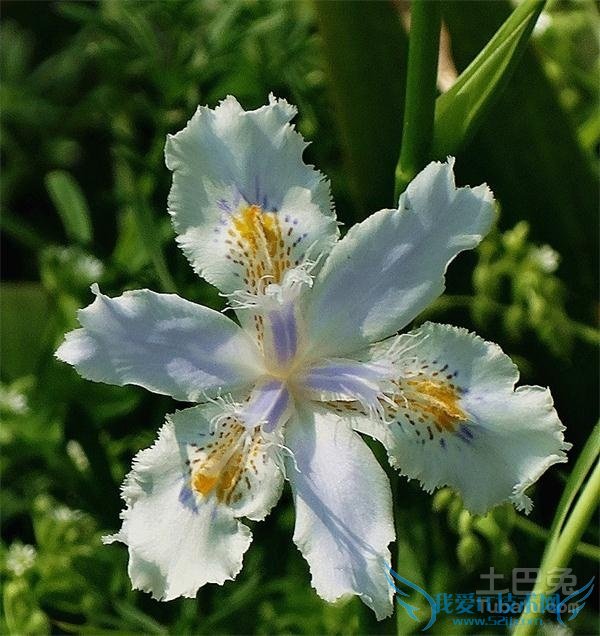 白蝴蝶花 白蝴蝶花