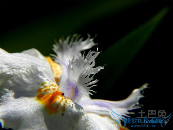白蝴蝶花 白蝴蝶花