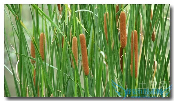 香蒲价格 香蒲价格