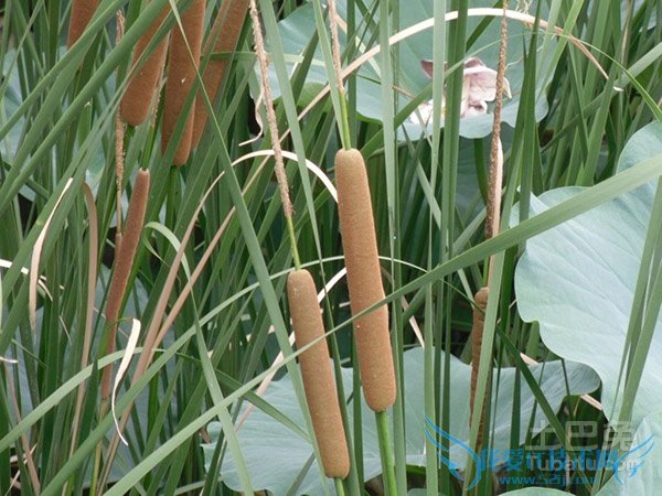 香蒲价格 香蒲价格