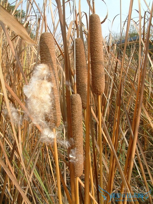 香蒲价格 香蒲价格