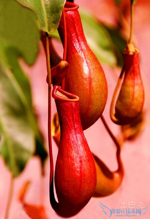 瓶子草怎么养 瓶子草怎么养