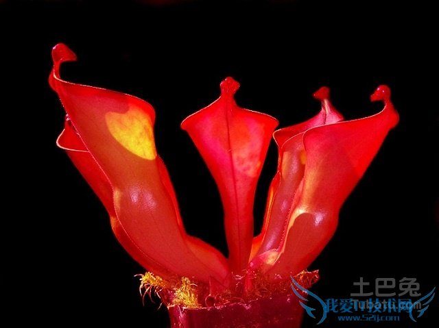 瓶子草怎么养 瓶子草怎么养